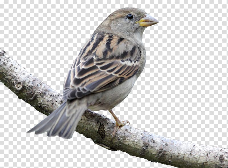 House Sparrow Bird Finch American Sparrows Beak, sparrow transparent background PNG clipart