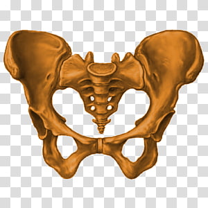 Anatomia y Fisiologia Carnet d'anatomie: Thorax, abdomen, pelvis