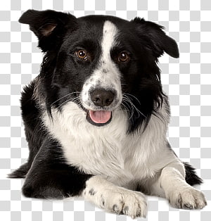 Border Collie Transparent Background Png Cliparts Free Download Hiclipart