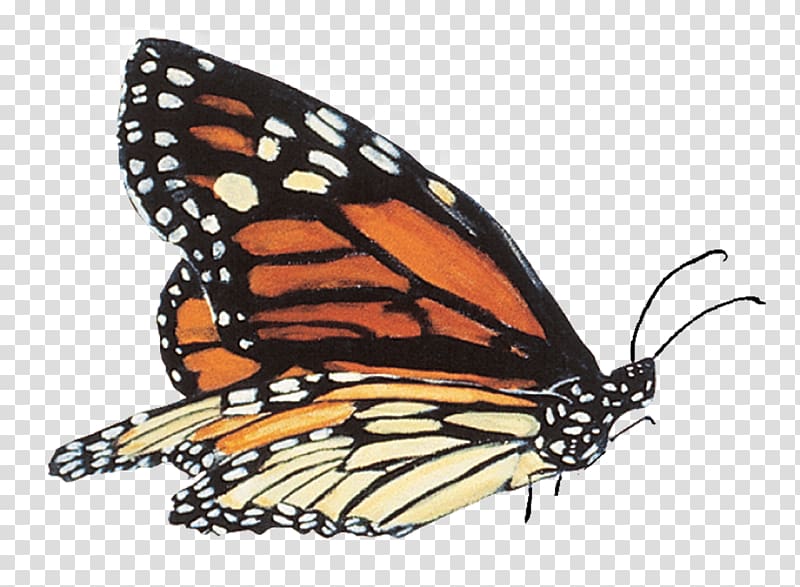 Monarch butterfly Monarch School, Montana Symbol, butterfly transparent background PNG clipart