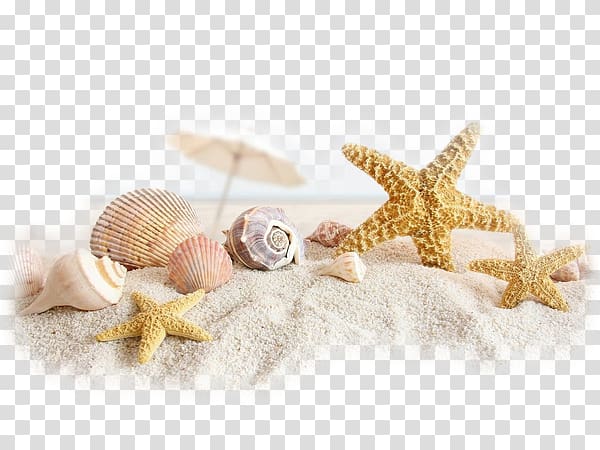 Shell beach www.timelinecovers.pro Seashell Facebook, beach transparent background PNG clipart