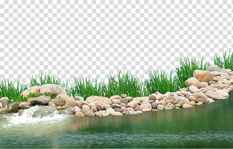 gray rocks beside body of water, Pond Aquatic plant Lake, Lake plants transparent background PNG clipart