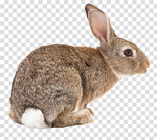 Flemish Giant rabbit Rex rabbit Hare, Bad Bunny transparent background PNG clipart