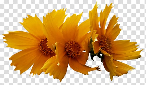 Culture Petal Fasting Yellow , others transparent background PNG clipart Culture Petal Fasting Yellow , others transparent background PNG clipart