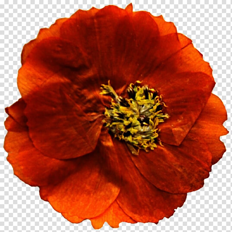 Mexican marigold Flower Poppy Annual plant , marigold transparent background PNG clipart