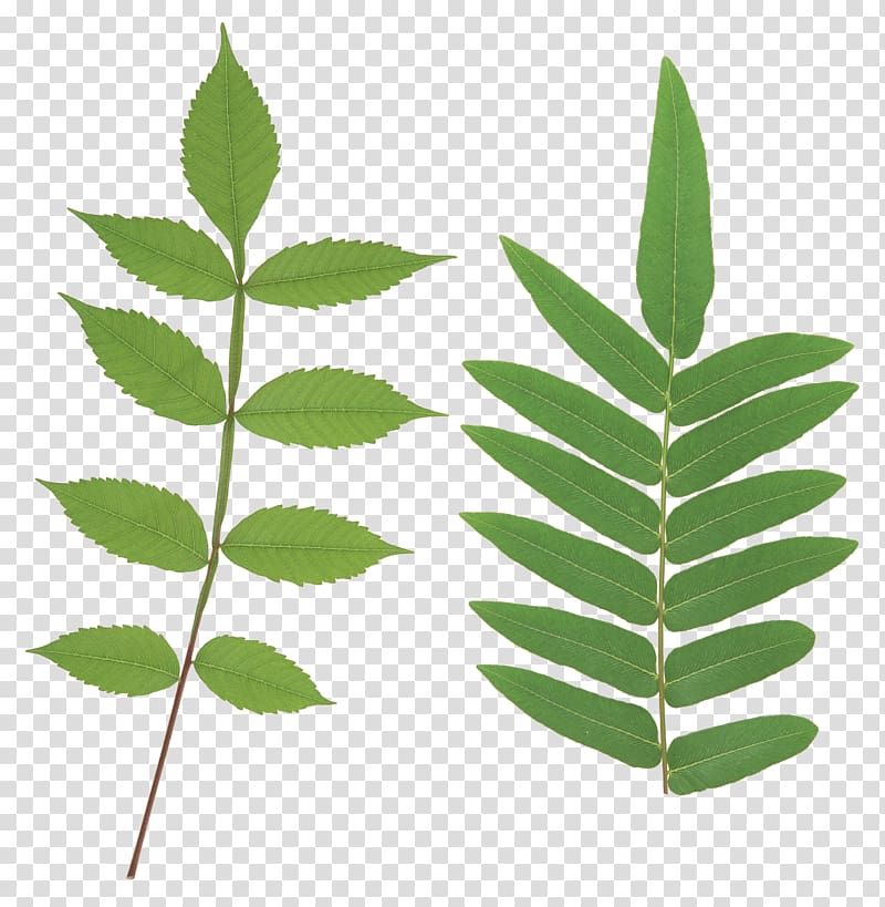 Leaf Computer Icons , green leaves wood transparent background PNG clipart