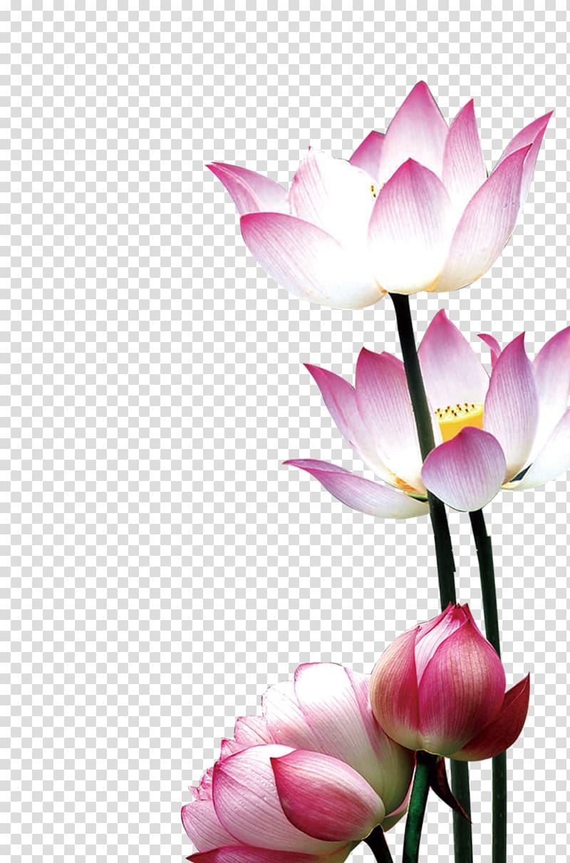 pink and white flowers illustration, Flower Nelumbo nucifera Water lily, Lotus transparent background PNG clipart