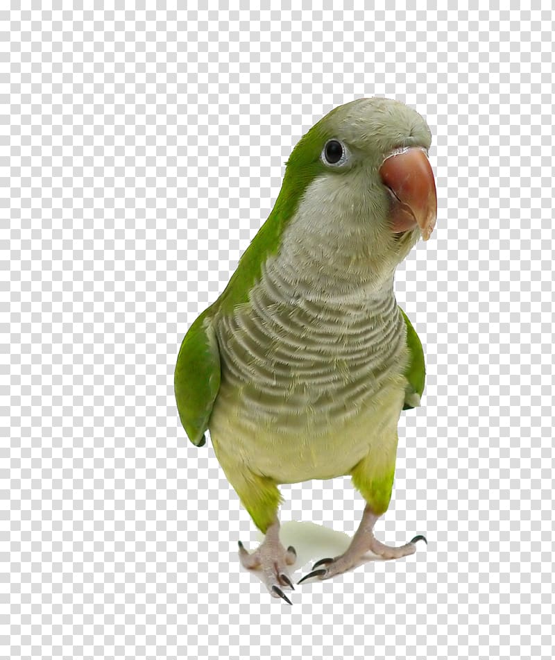 gray and green lorikeet, Monk parakeet Parrot Bird Cockatiel Pet, parrot transparent background PNG clipart