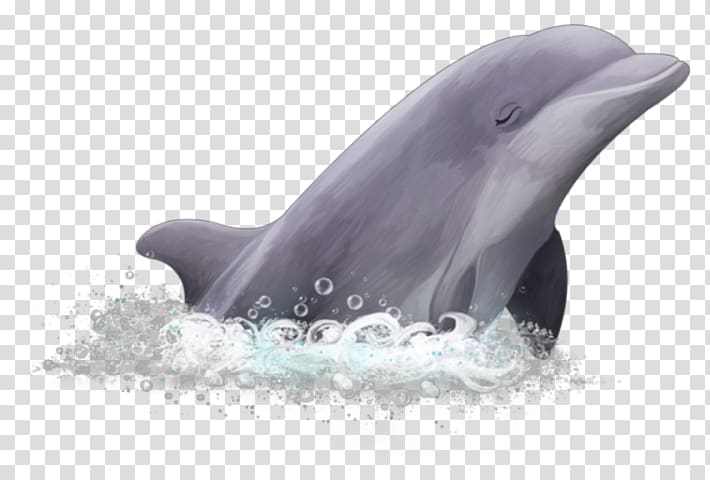 Common bottlenose dolphin Short-beaked common dolphin Wholphin White-beaked dolphin Rough-toothed dolphin, dolphin transparent background PNG clipart