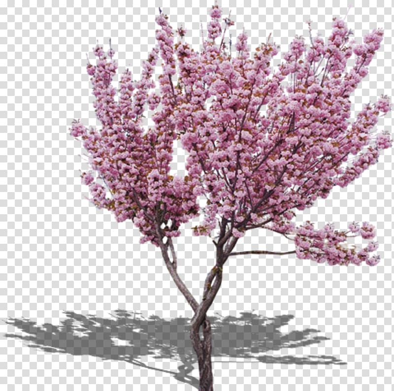 Cherry blossom Peach Tree, Peach Tree transparent background PNG clipart