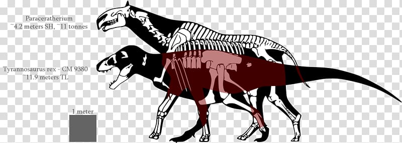 Tyrannosaurus Dinosaur size Allosaurus Acrocanthosaurus Nanotyrannus, dinosaur transparent background PNG clipart