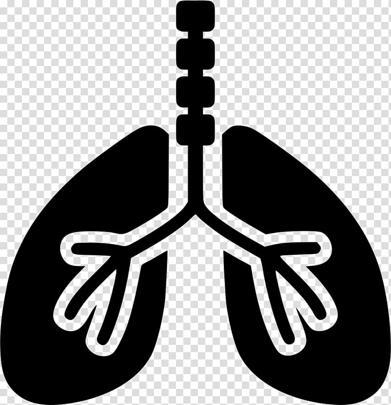 Respiratory system Respiratory tract Breathing Organ, respiratory transparent background PNG clipart