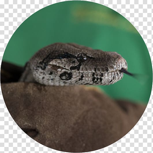 Boa constrictor Rattlesnake Boas Reptile, snake transparent background PNG clipart