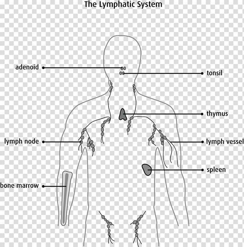 Lymphatic system Lymph node Immune system Lymphoma, lymphocyte transparent background PNG clipart