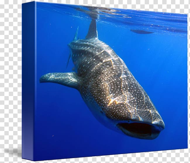 kind Art Requiem sharks Cetacea , Whale shark transparent background PNG clipart