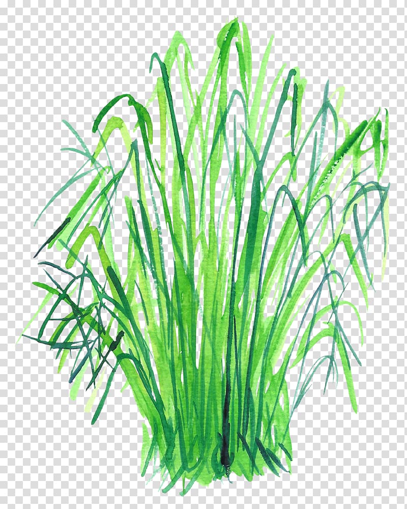 , Green grass transparent background PNG clipart