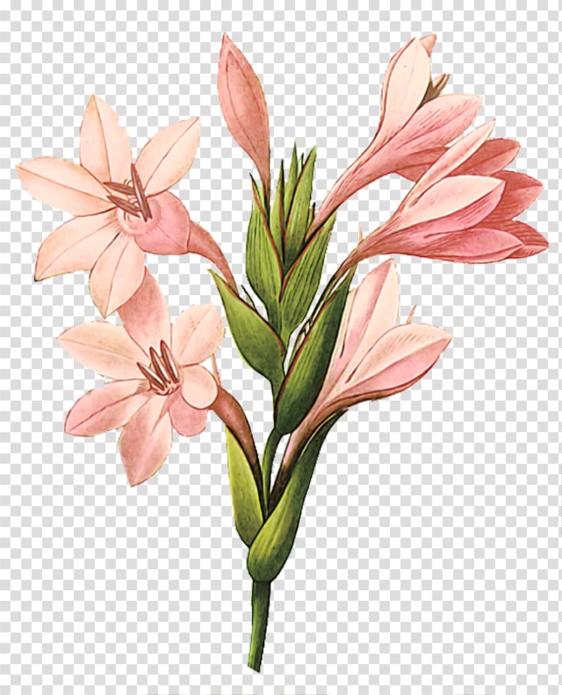 pink petaled flowers clpi art, Gladiolus Printmaking Botanical illustration Printing Art, Decorative beautiful bouquet of pink transparent background PNG clipart