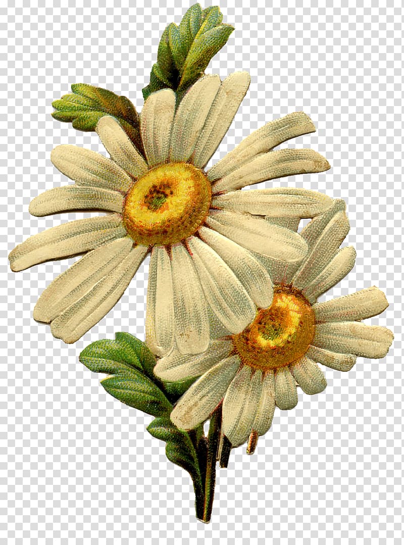 Common daisy Vintage clothing Antique , daisy transparent background PNG clipart