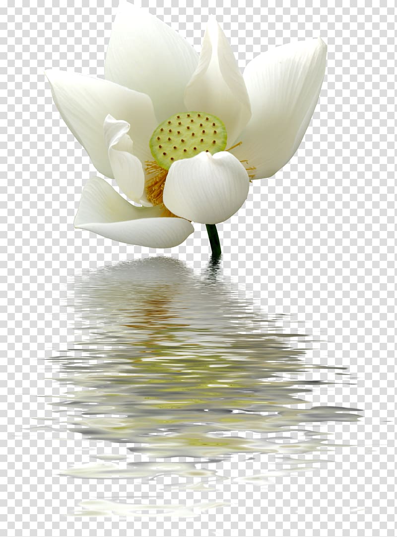 white lotus under body of water art, Nelumbo nucifera Water lily White Flower, Lotus pattern transparent background PNG clipart