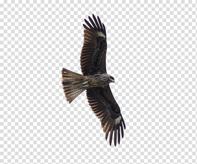 Bird of prey Hawk Eagle, FLying Eagle transparent background PNG clipart