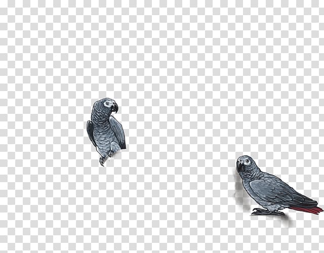 Parrot Lovebird Egyptian vulture Blue coua, african grey parrot transparent background PNG clipart