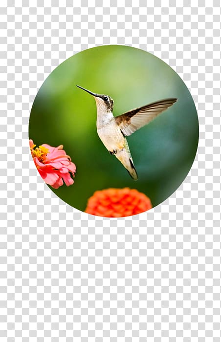 Hummingbird graphic printing, hummingbird transparent background PNG clipart