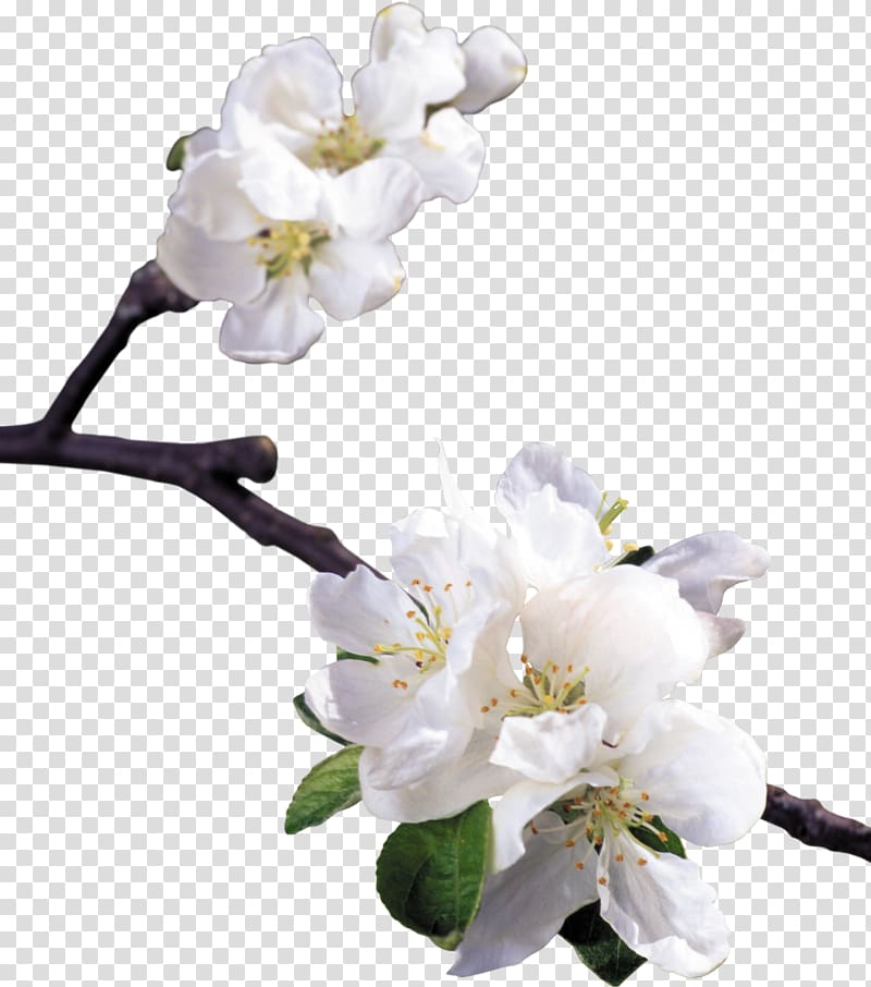 Floral design Blossom Apples Flower, flower transparent background PNG clipart