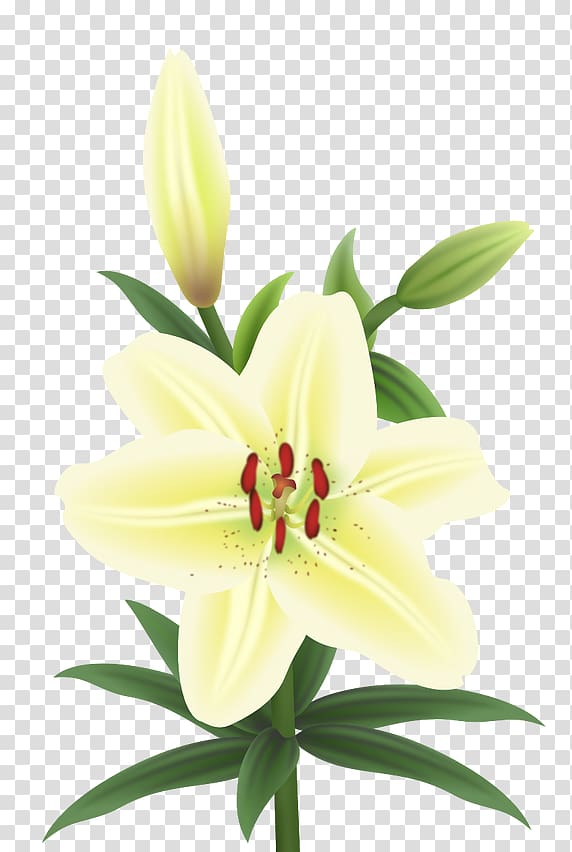 Cut flowers Plant stem Petal Lily M, others transparent background PNG clipart