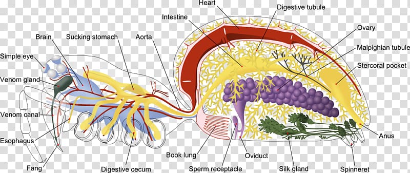 Spider anatomy Cephalothorax Chelicerae, spider transparent background PNG clipart