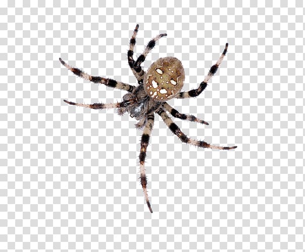 European garden spider Barn spider Insect Wolf spider, Control Services transparent background PNG clipart