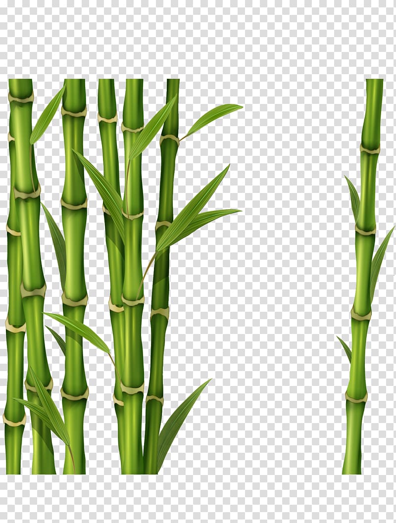 green bamboo , Bamboo , bamboo transparent background PNG clipart