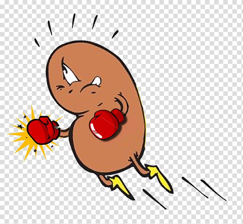 Chronic kidney disease Polycystic kidney disease Kidney failure, Groundhog Cartoon transparent background PNG clipart