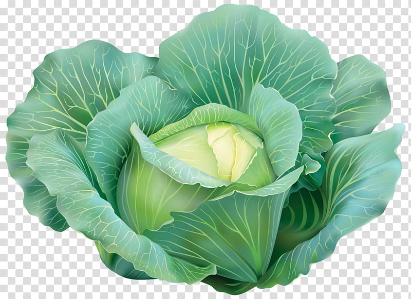 green cabbage , Cabbage Vegetable , Cabbage transparent background PNG clipart