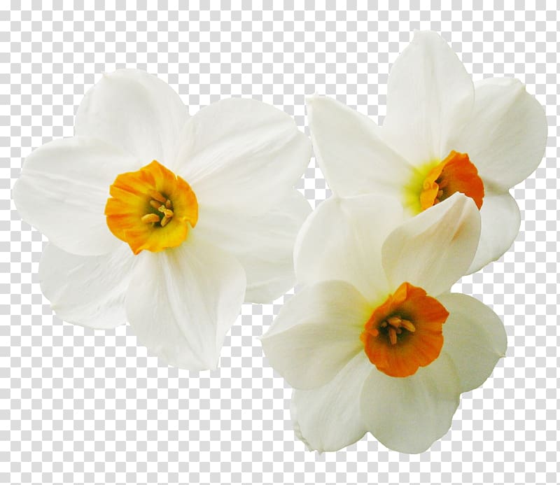 Daffodil Narcissus Plant Flower, Narcissus transparent background PNG clipart