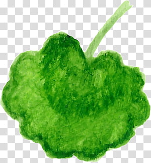 Organism Leaf, Leaf Watercolor transparent background PNG clipart thumbnail