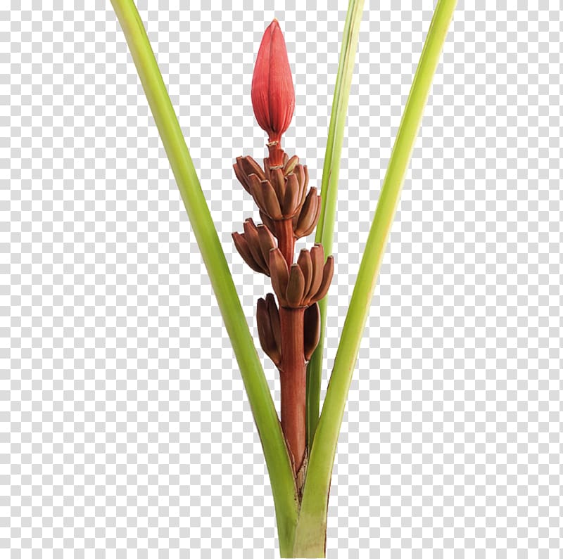 Musa ornata Bird of paradise flower Lobster-claws Cooking banana, there are exotic transparent background PNG clipart