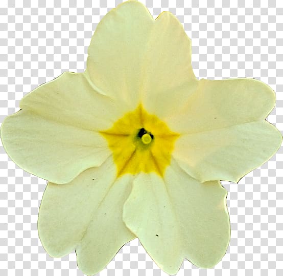 Primrose Narcissus, coltsfoot transparent background PNG clipart