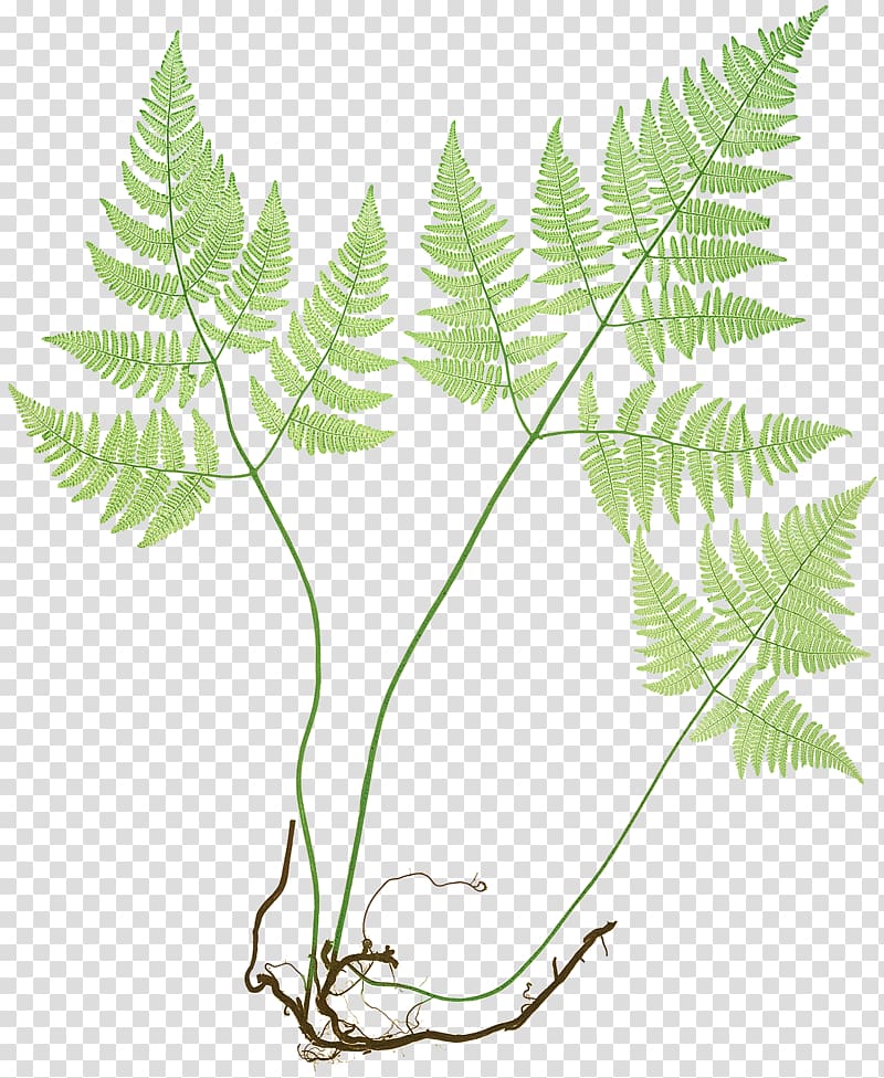 green plant, The Ferns of Great Britain and Ireland Common polypody Northern oak fern Elkhorn fern, painted lady plant transparent background PNG clipart