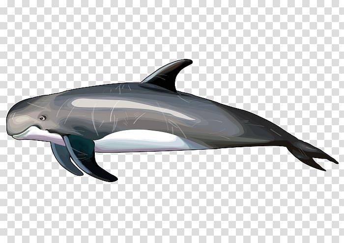 Common bottlenose dolphin Short-beaked common dolphin Wholphin Rough-toothed dolphin Tucuxi, blue animal transparent background PNG clipart