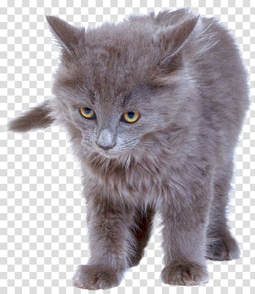 Kitten British Semi-longhair Nebelung Whiskers Chartreux, kitten transparent background PNG clipart