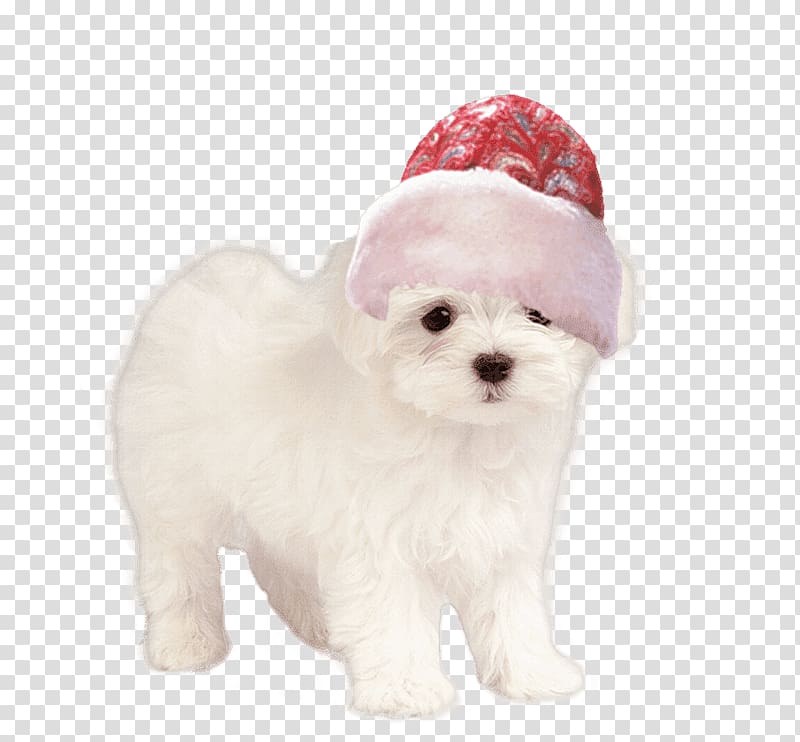 Maltese dog Havanese dog Bolognese dog Bichon Frise Bolonka, papa transparent background PNG clipart