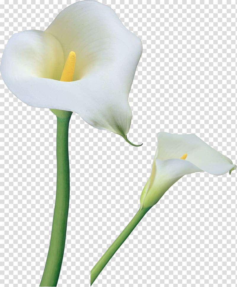 white calla lily flower, Arum-lily Flower Tiger lily Easter lily , Calla Lilies Flowers transparent background PNG clipart