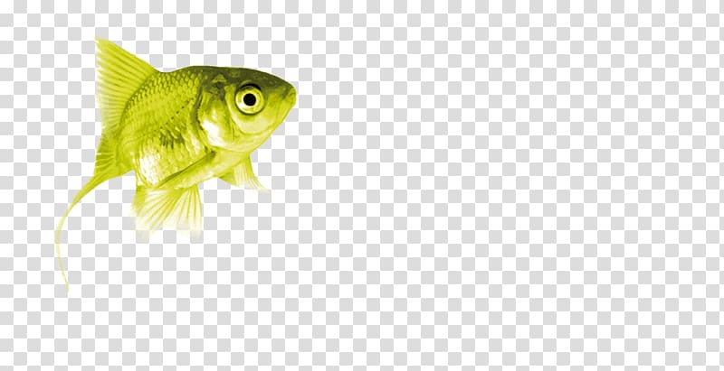 Bony fishes Fin Green Close-up, fish transparent background PNG clipart