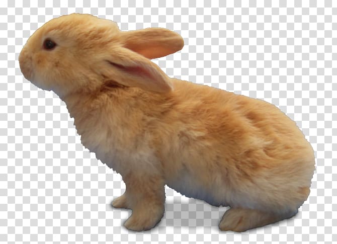 Domestic rabbit Hare, Brown Bunny transparent background PNG clipart