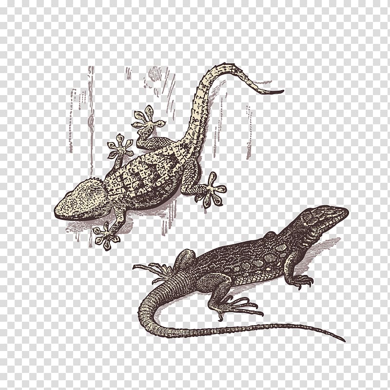 Lizard Gecko Reptile, Gecko lizard transparent background PNG clipart