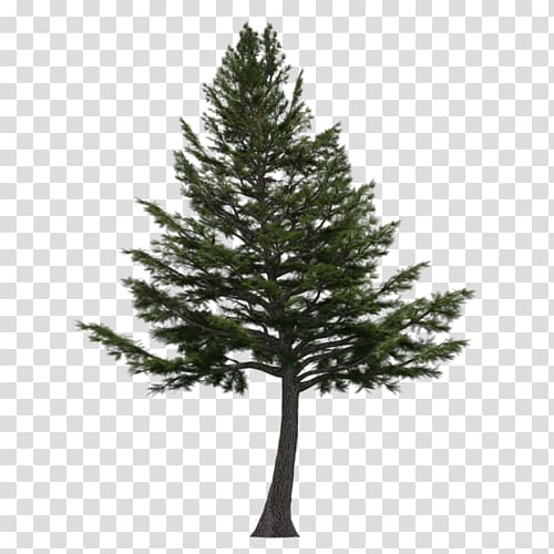 Cedrus libani Cedar wood Lebanon Tree, tree transparent background PNG clipart