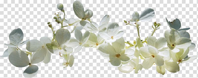 Spring Text Blossom , others transparent background PNG clipart