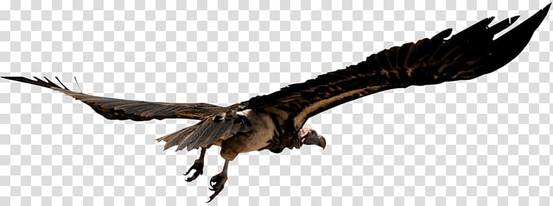 Unguja Vulture Safari Travel Bird, steppe road under the sky transparent background PNG clipart