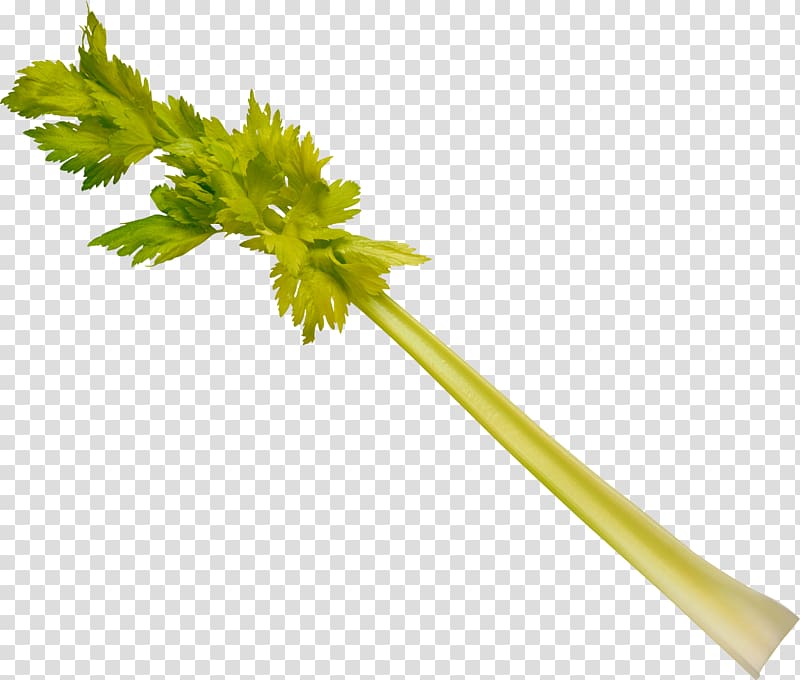 Leaf celery Vegetable Plant stem Celeriac, Herbs transparent background PNG clipart