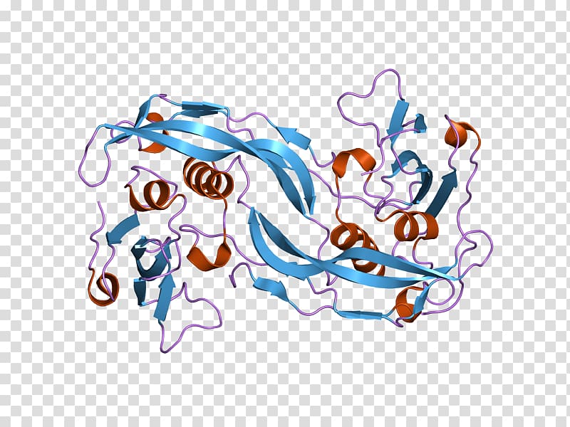 Bone morphogenetic protein 2 BMPR1A Bone morphogenetic protein receptor, others transparent background PNG clipart